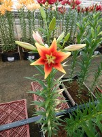 [5136 Kaveri Mak18 No02.JPG]